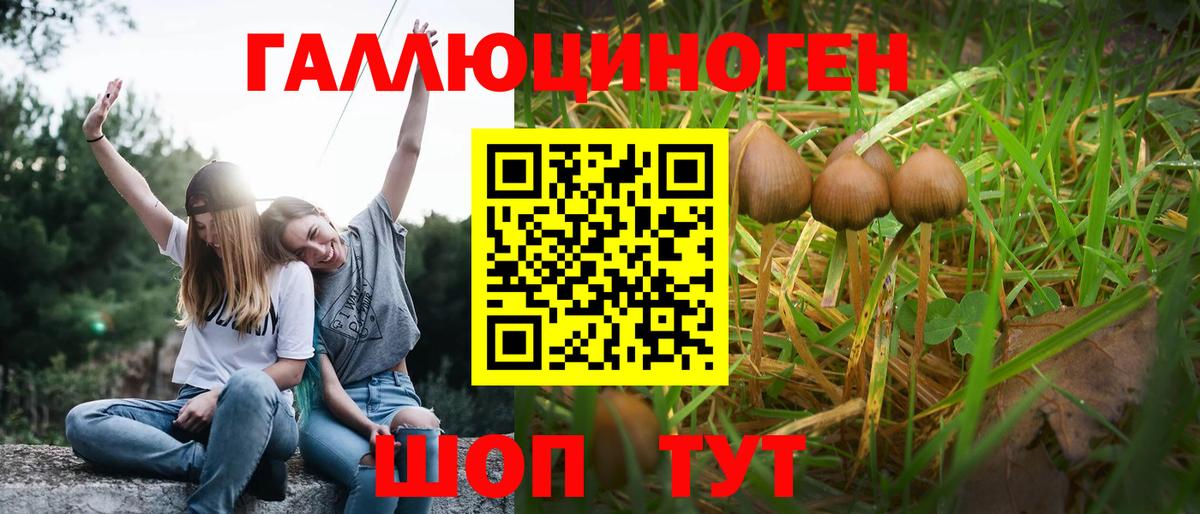 Галлюциногенные грибы Psilocybe Новозыбков